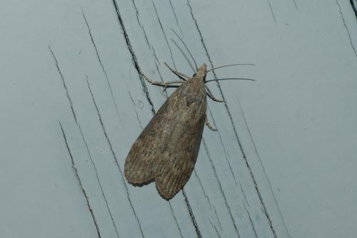 Réf. 237 237 : Lamoria anella
